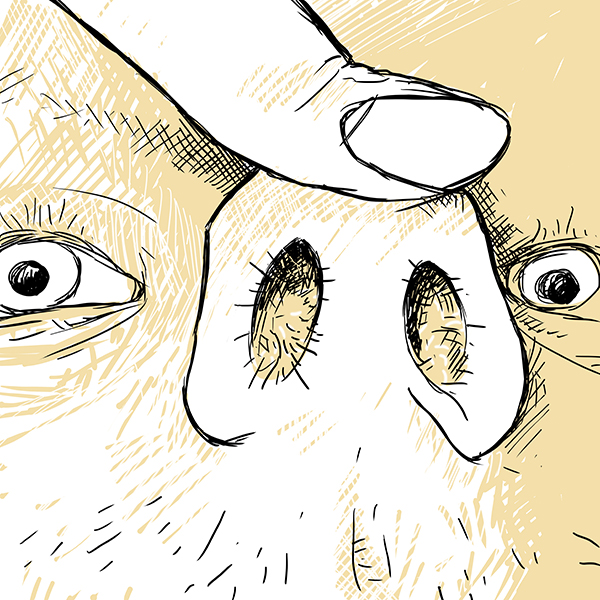 illustration jean Chauvelot : nez poilu